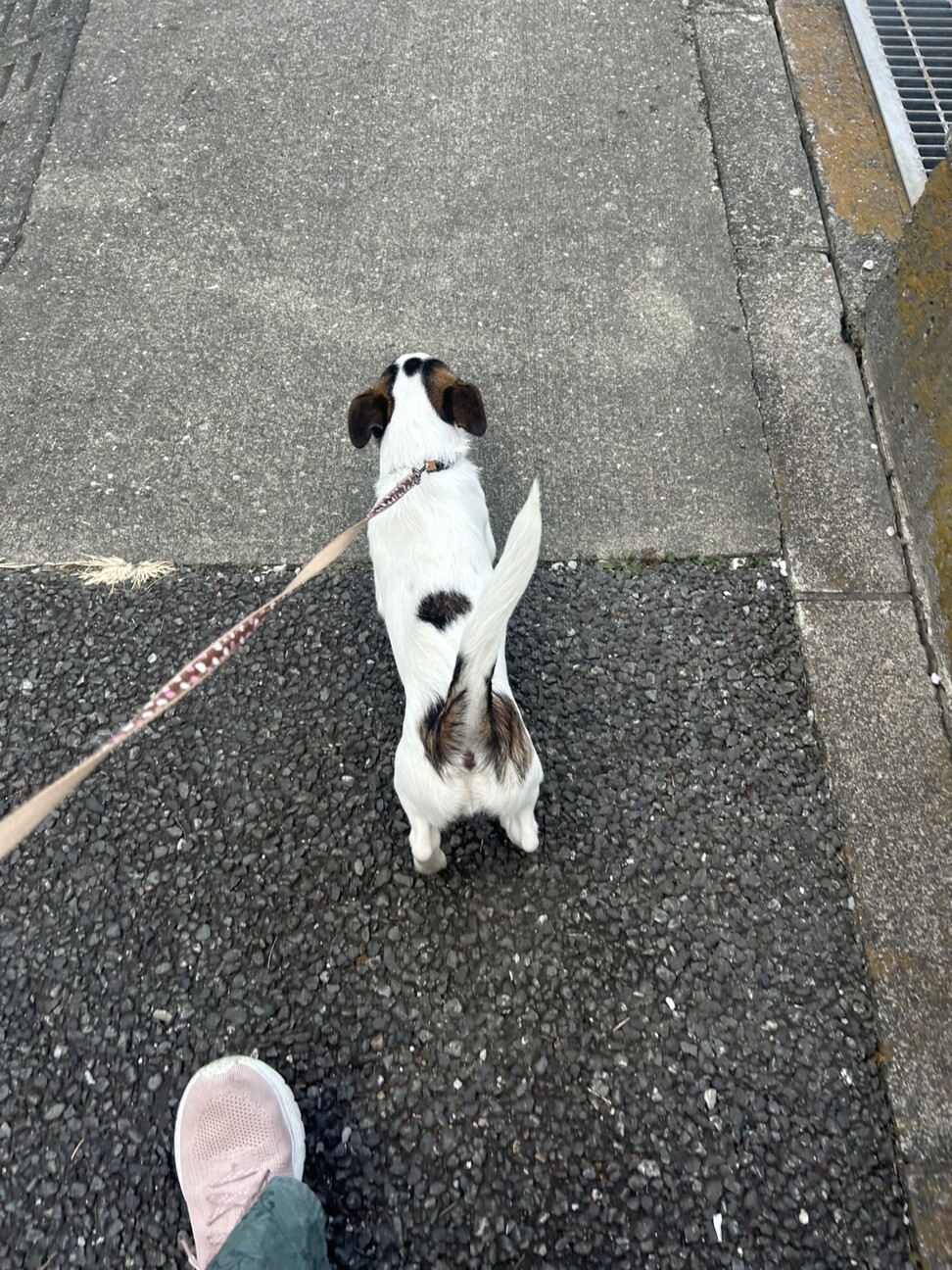 5か月のジャックラッセルテリアの女の子 サムネイル2