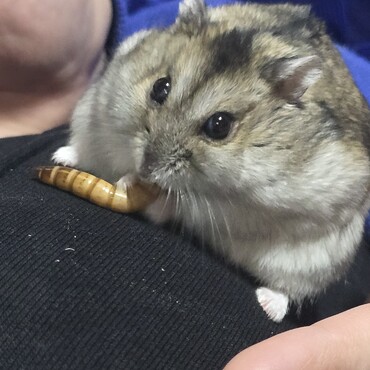 初めてのミルワーム