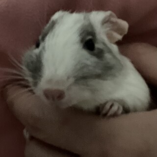 デグー(ブルーパイド)女の子　1歳8ヶ月