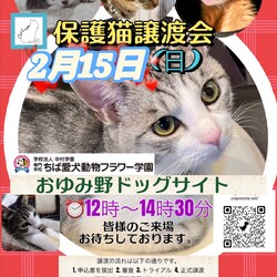 保護猫譲渡会Cat'seye サムネイル1