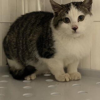 キジシロハチワレの5ヶ月半オスです！