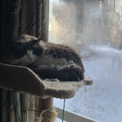 うにちゃんにハゲを作ってしまった！