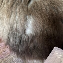 「うにちゃんにハゲを作ってしまった！」サムネイル2