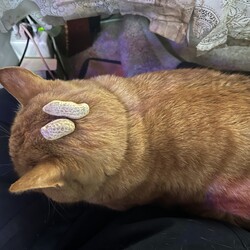 「うにちゃんにハゲを作ってしまった！」サムネイル3