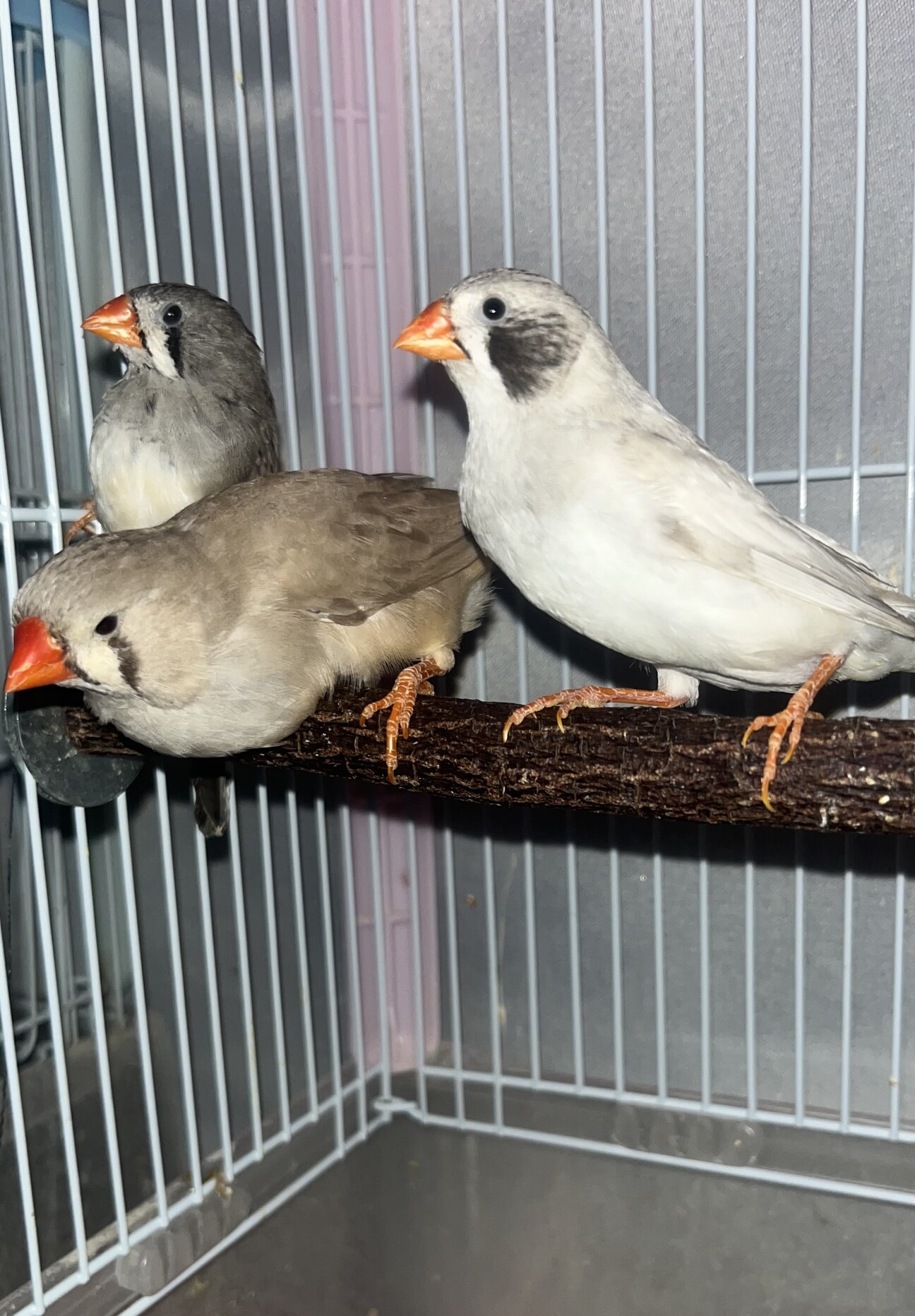 キンカチョウ メス 3羽」大阪府 - 鳥の里親募集(535460) 1枚目の画像 