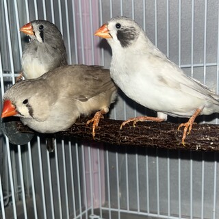 キンカチョウ　メス　3羽