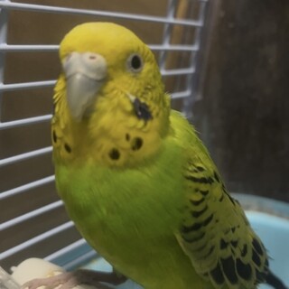 セキセイインコ　メス　２羽