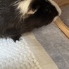 モルモット　少しシェルティの男の子　1匹 サムネイル4