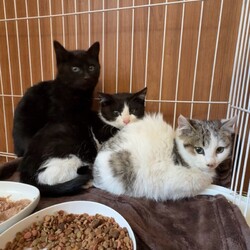 ★保護猫譲渡会★予約は不要です・保護猫たちにぜひ会いに来てください！