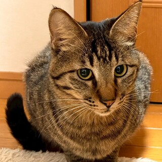 人懐っこく膝の上が大好き★しおりくん