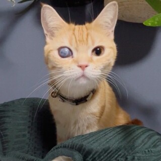 【アメショ×マンチカン】まん丸なお顔♡フィンちゃん