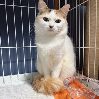 【マンチカンMIX】白三毛美猫さん♡キャシーちゃん