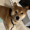 柴犬の展覧会に出そうとしたほどの美柴犬♡♡3歳 サムネイル2
