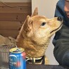 柴犬の展覧会に出そうとしたほどの美柴犬♡♡3歳 サムネイル4