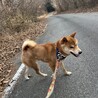 柴犬の展覧会に出そうとしたほどの美柴犬♡♡3歳 サムネイル6