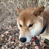 柴犬の展覧会に出そうとしたほどの美柴犬♡♡3歳 サムネイル7