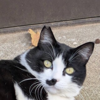 �{���{���E�̂Ă�ꂽ���ǂ����܂����������܂����B