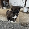 １２/２８生まれ子犬 サムネイル3