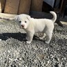 １２/２８生まれ子犬 サムネイル4