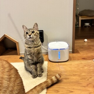 おてんばガール、こづちちゃん