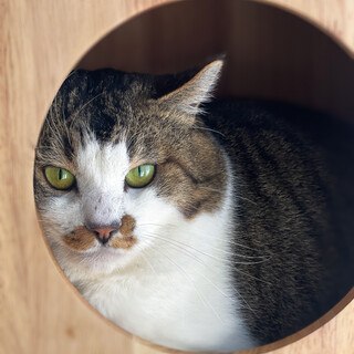 顔デカもっちり体型/超甘えん坊な「おこりんぼ」さん