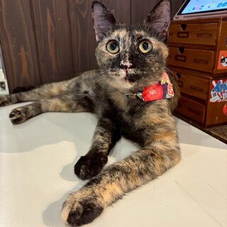 元気なサビ柄女の子音ちゃん♡