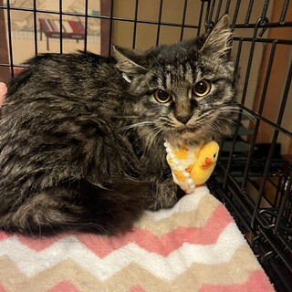 長毛キジトラ　ぼたんちゃん　7ヶ月