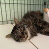 長毛キジトラ　ぼたんちゃん　7ヶ月 サムネイル2