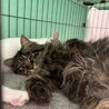 長毛キジトラ　ぼたんちゃん　7ヶ月 サムネイル3