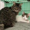 長毛キジトラ　ぼたんちゃん　7ヶ月 サムネイル4
