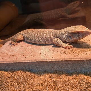 オオトカゲ　サバンナモニター
