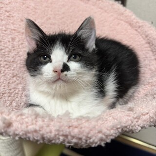 【2/14東銀座】福丸くん★２ヵ月♪