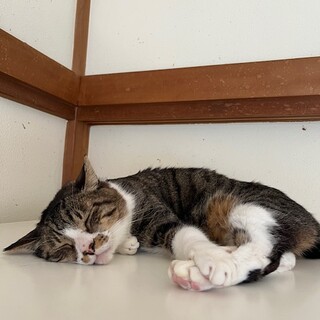 [だいごくん]おおきくておしゃべり♪