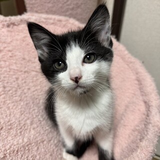 【2/14東銀座】咲丸くん★２ヵ月♪