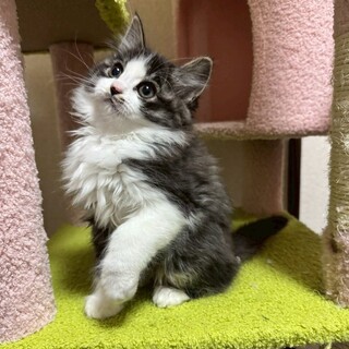 【2/14東銀座】樹丸くん★２ヵ月♪