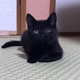 【2/8東銀座】えまちゃん★４ヵ月♪