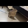 ネザーランドドワーフむぎちゃん　交渉中 サムネイル2