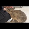 ネザーランドドワーフむぎちゃん　交渉中 サムネイル4