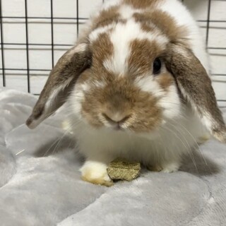 ホーランドロップ垂れ耳、ラテくん　交渉中