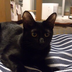 にゃんクルー保護猫さん譲渡会