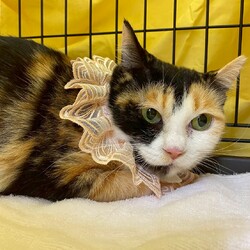 にゃんクルー保護猫さん譲渡会 サムネイル3