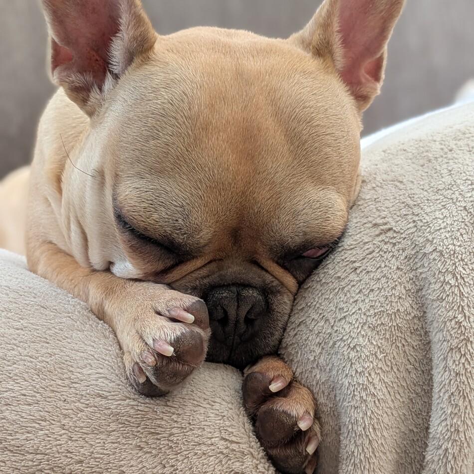 ムギのカバー写真