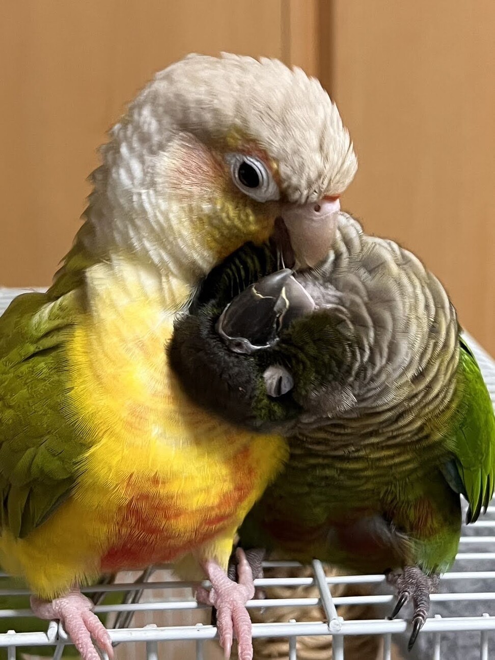 ウロコインコ3羽の里親募集」神奈川県 - 鳥の里親募集(535207) 2枚目