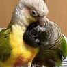 ウロコインコ３羽の里親募集 サムネイル2