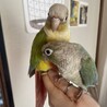 ウロコインコ３羽の里親募集 サムネイル3