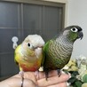 ウロコインコ３羽の里親募集 サムネイル4