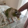 ウロコインコ３羽の里親募集 サムネイル5