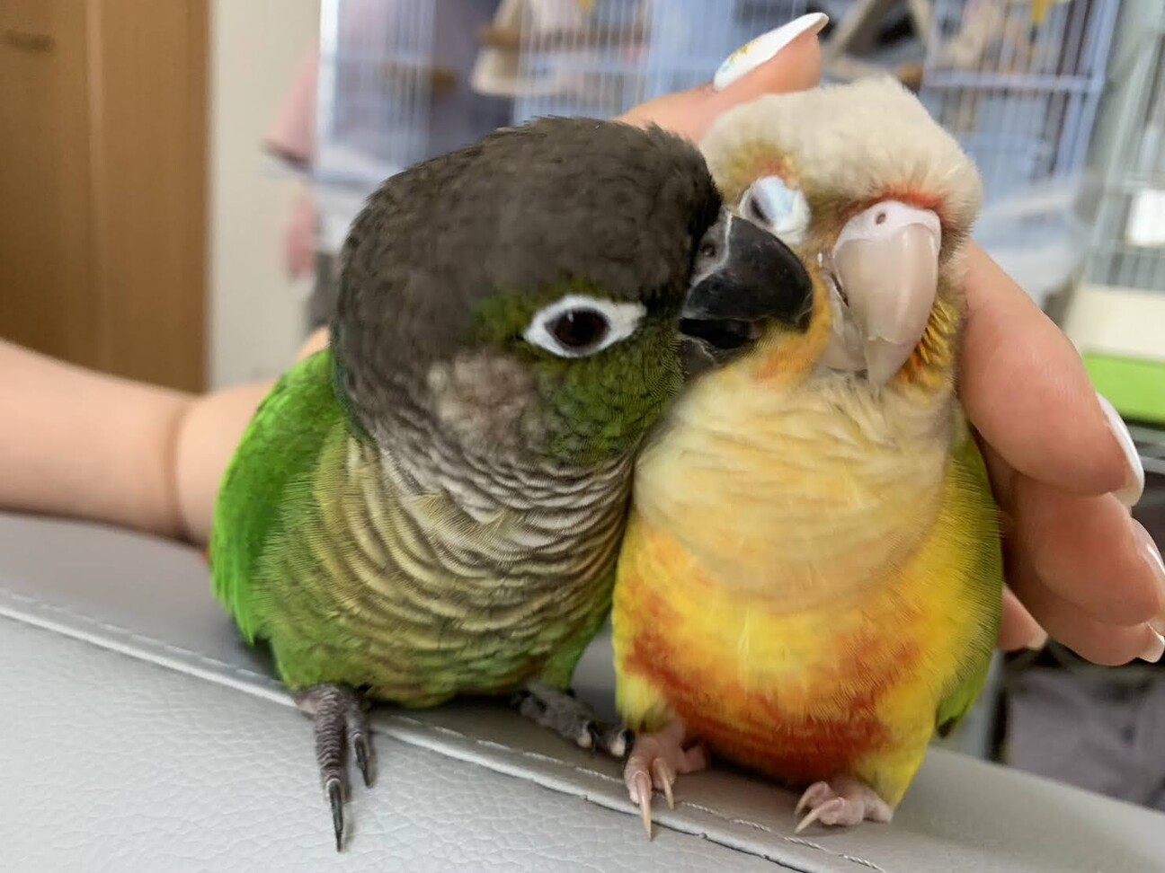 ウロコインコ3羽の里親募集」神奈川県 - 鳥の里親募集(535207) 6枚目