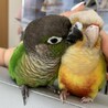 ウロコインコ３羽の里親募集 サムネイル6