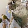 ウロコインコ３羽の里親募集 サムネイル7